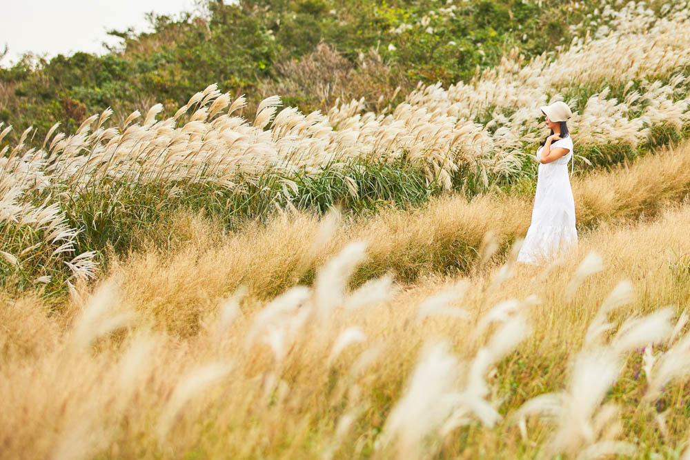 VisitKorea on X: "Saebyeol Oreum in #Jeju was named because it looks likes a lonely star in the night sky.🌟 In autumn, it turns magnificently golden! 📍 Saebyeol Oreum: https://t.co/o1vzACB4Kl https://t.co/L3od8lTZ7l" /