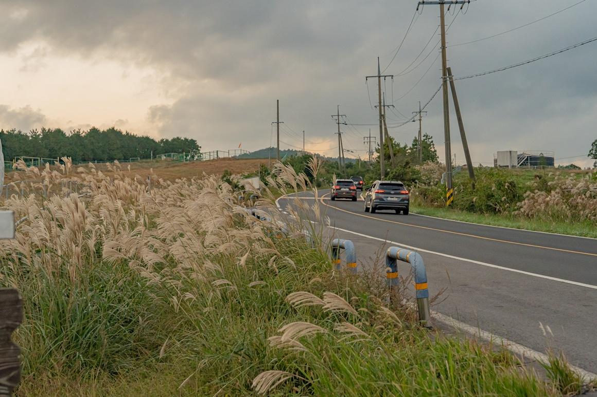 A Silver Sea of Swaying Grass <Jeju's Fall Silver Grass Spots>